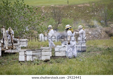 Beekeepers work among the bees in an apiary on a California farm