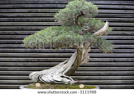 The Bonsai plant is the result of patient and skillful attention