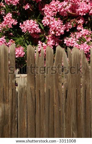 Grapestake wood fence with pink blossoms behind