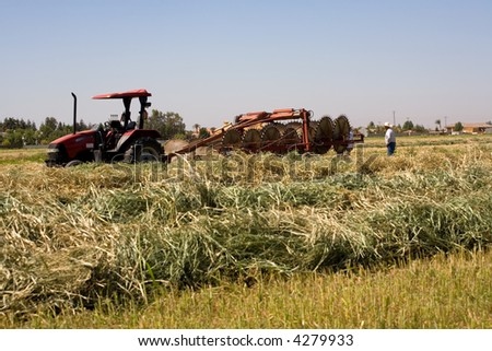 A California farm tractor pulls a hay rake making rows of bhutan grass for cattle feed