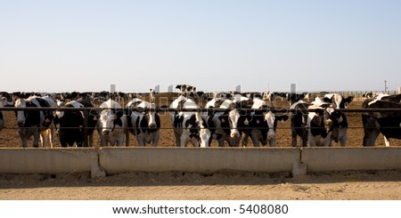 Cattle feeding at trough in Central California feed lot