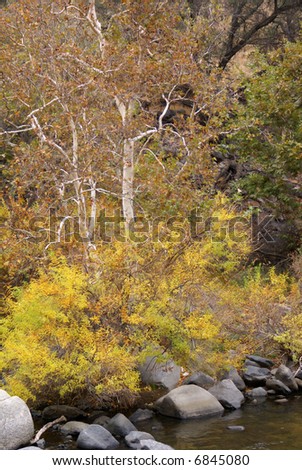 Fall color lines the banks of the treacherous Kern River, California