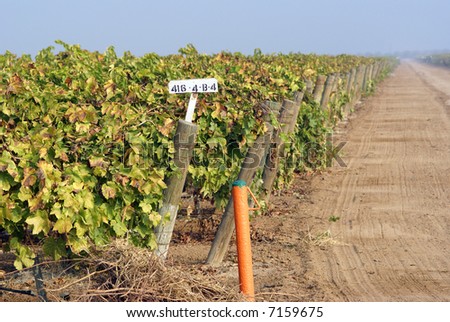 Service roads and marker posts help manage large California vineyard
