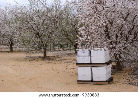 Bee hives for pollination in almond orchard, Central Valley, California