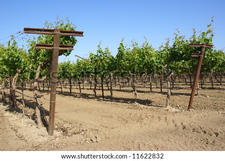 California vineyard in the very early spring season