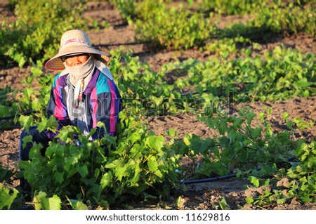 Mexican farm worker trims grape plants in California