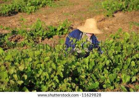 Mexican farm worker trims grape plants in California