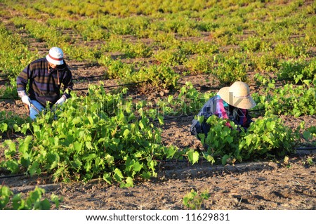 Mexican farm workers trim grape plants in California