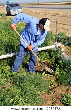 Mexican farm worker weeds around irrigation pipes, San Joaquin Valley, California