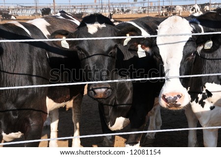 Dairy cows in large feed lot, Central California