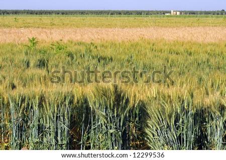 Wheat stands in the field on a California farm
