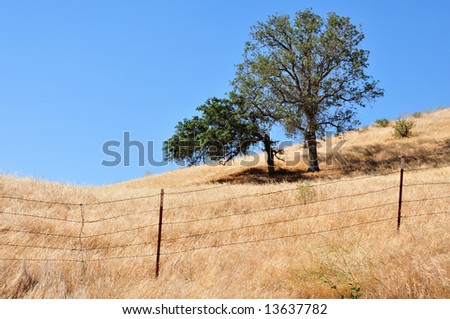 Black Oak trees and golden hills on fenced California ranch land