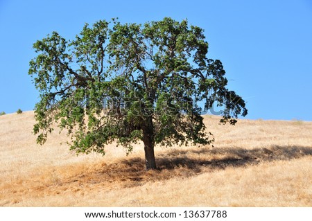 Black Oak trees and golden hills, typical of the Southern Sierra Nevada Range, California