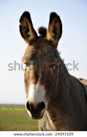 This donkey is curious and has no fear in approaching humans