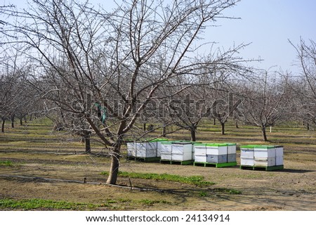 Bee hives provide the means for pollination of almond orchard, California