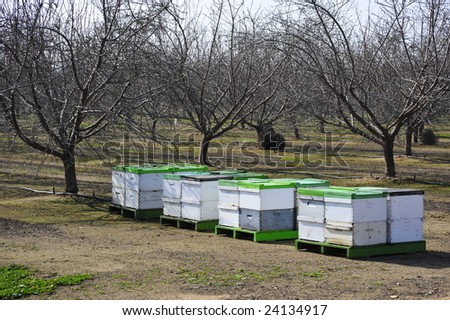 Orchards In California. almond orchard, California