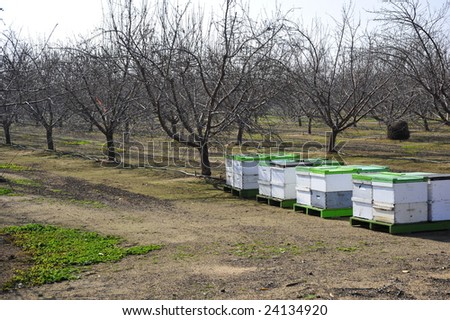 Bee hives provide the means for pollenation of almond orchard, California