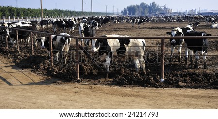 Cattle feed lot, part of a California dairy