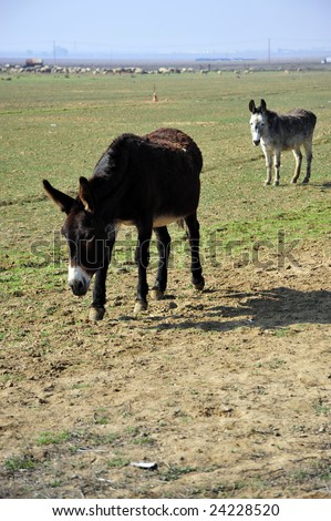 Donkeys are part of the animal population on this California farm