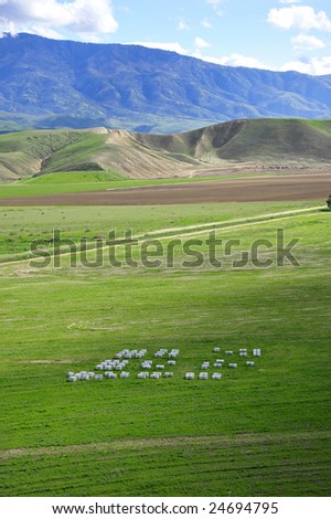 Bee hives are set out to aid crops in the San Joaquin Valley, California