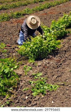 Mexican farm worker culling, pruning, and weeding grape plants by hand in Kern County, California vineyard