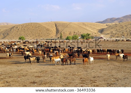A cattle feed lot nestled against the California foothills