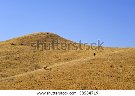 Two cows enjoy the golden hills of a California ranch