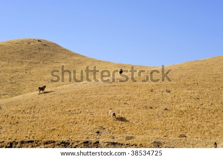 Three cows enjoy the golden hills of a California ranch