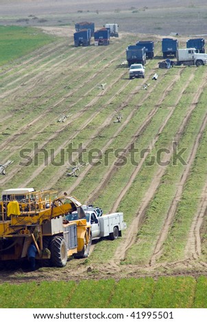 California carrot field: Mechanized harvesting equipment and loaded trailers are parked while irrigation pipes are removed