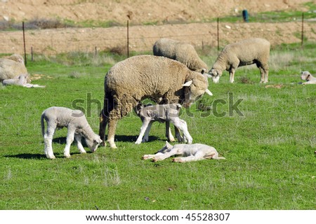 California spring lambs eat, sleep and play in green field with mother ewes
