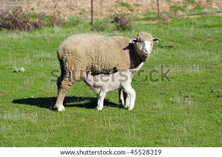 California spring lamb eats, sleeps and plays in green field with mother ewe