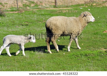 California spring lamb eats, sleeps and plays in green field with mother ewe