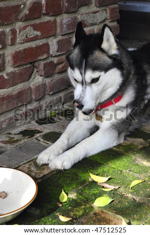 Siberian Husky turns up his nose at dog food, waiting for something better
