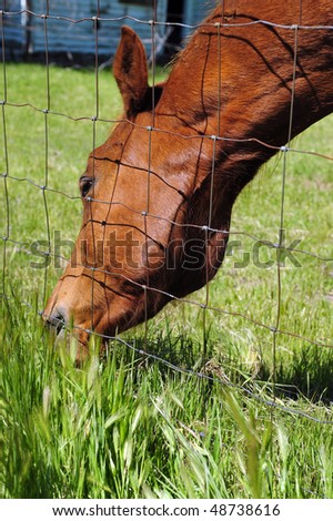 This California ranch horse believes the grass is always greener on the other side of the fence