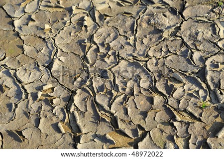 Background or texture: Cracked and peeling dried mud flats