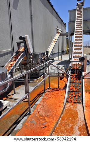 Carrot processing plant: Product is washed before being carried along on a conveyor belt