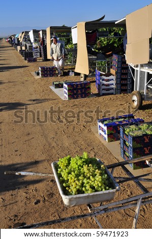 KERN COUNTY CA - AUG 21:The grape harvest is in full swing in vineyards on August 21, 2010 in Kern County, California. Farm workers pick, sort, cull and pack grapes for distribution to markets.