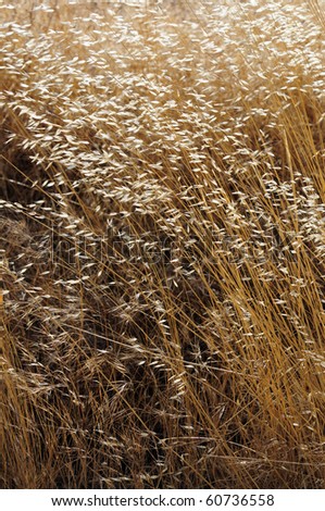 Background or texture: Wild yellow back lit grass