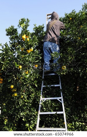 Farm worker picks oranges in Central California grove
