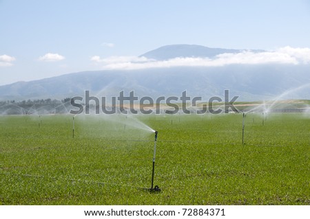 Irrigating a field in spring on a Central California farm