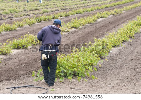 Worker installs irrigation tubing in a California vineyard in spring