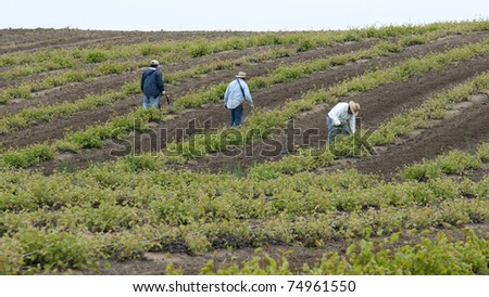 Workers install irrigation tubing in a California vineyard in spring