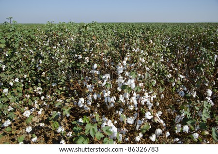 Cotton in the field, Central California, just before harvesting