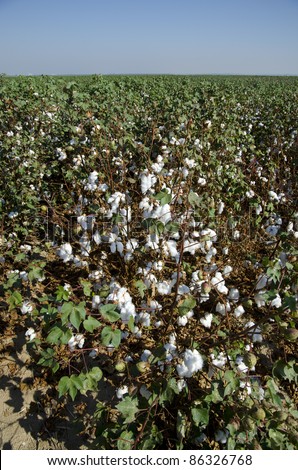 Cotton in the field, Central California, just before harvesting
