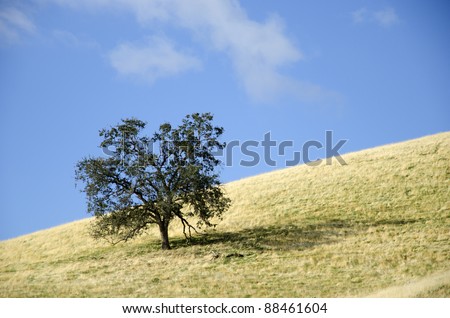 California ranch land showing golden grass and lone black oak tree