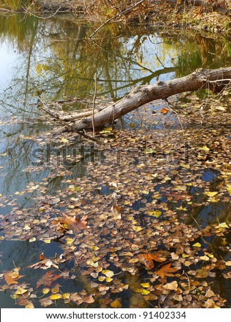 A municipal water storage area creates a quiet pond revealing trees and foliage in fall color