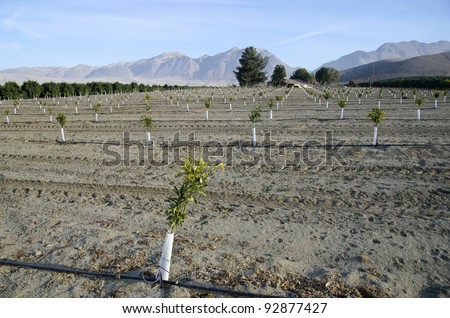 A newly planted almond orchard on a California farm