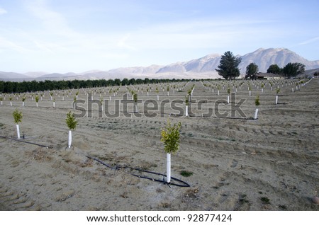 A newly planted almond orchard on a California farm