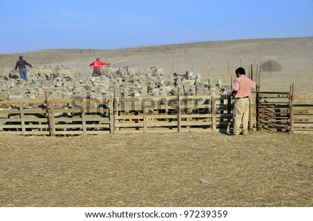 KERN COUNTY, CA - MAR 10:  Today ranch hands are gathering and sorting shorn sheep for transporting to graze in green alfalfa fields on March 10, 2012, in Kern County, California.