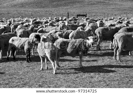 These sheep on a California ranch have just been shorn and await transportation to green alfalfa fields (monotone image)